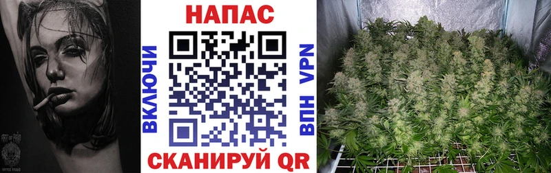 Бошки Шишки марихуана  Луга 